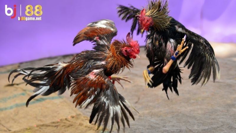3 loại hình đá gà BJ88 được yêu thích nhất