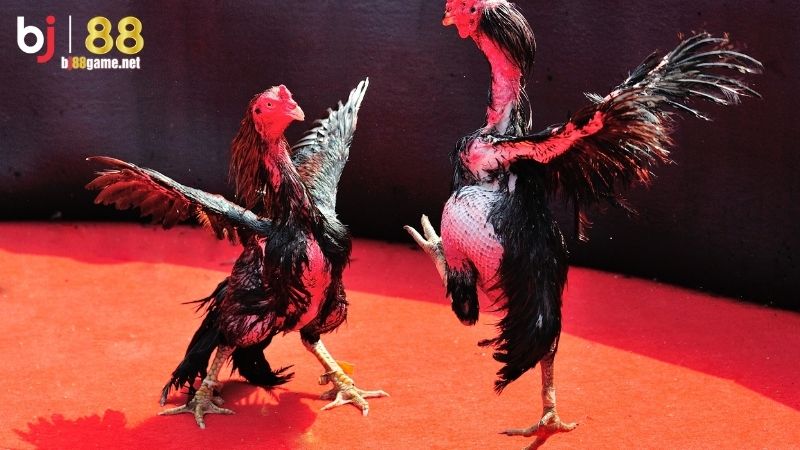 Bí quyết kiếm tiền siêu tốc từ đá gà BJ88