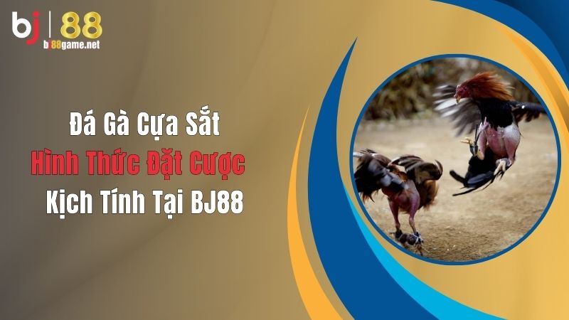 Đá gà cựa sắt