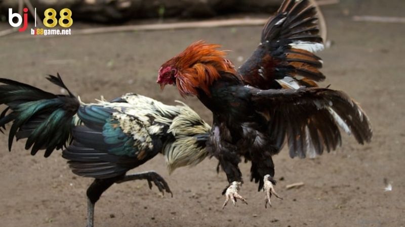 Luật chơi đá gà cựa sắt đơn giản, chi tiết