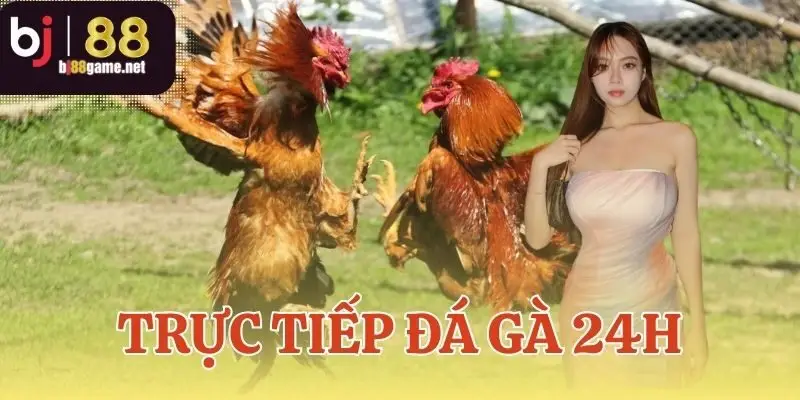Trực Tiếp Đá Gà 24h